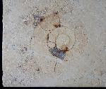 Aulacostephanus sp. (SUTNER & POMPECKJ in TORNQUIST 1896) - Bild &copy; FossNet FossilienStore